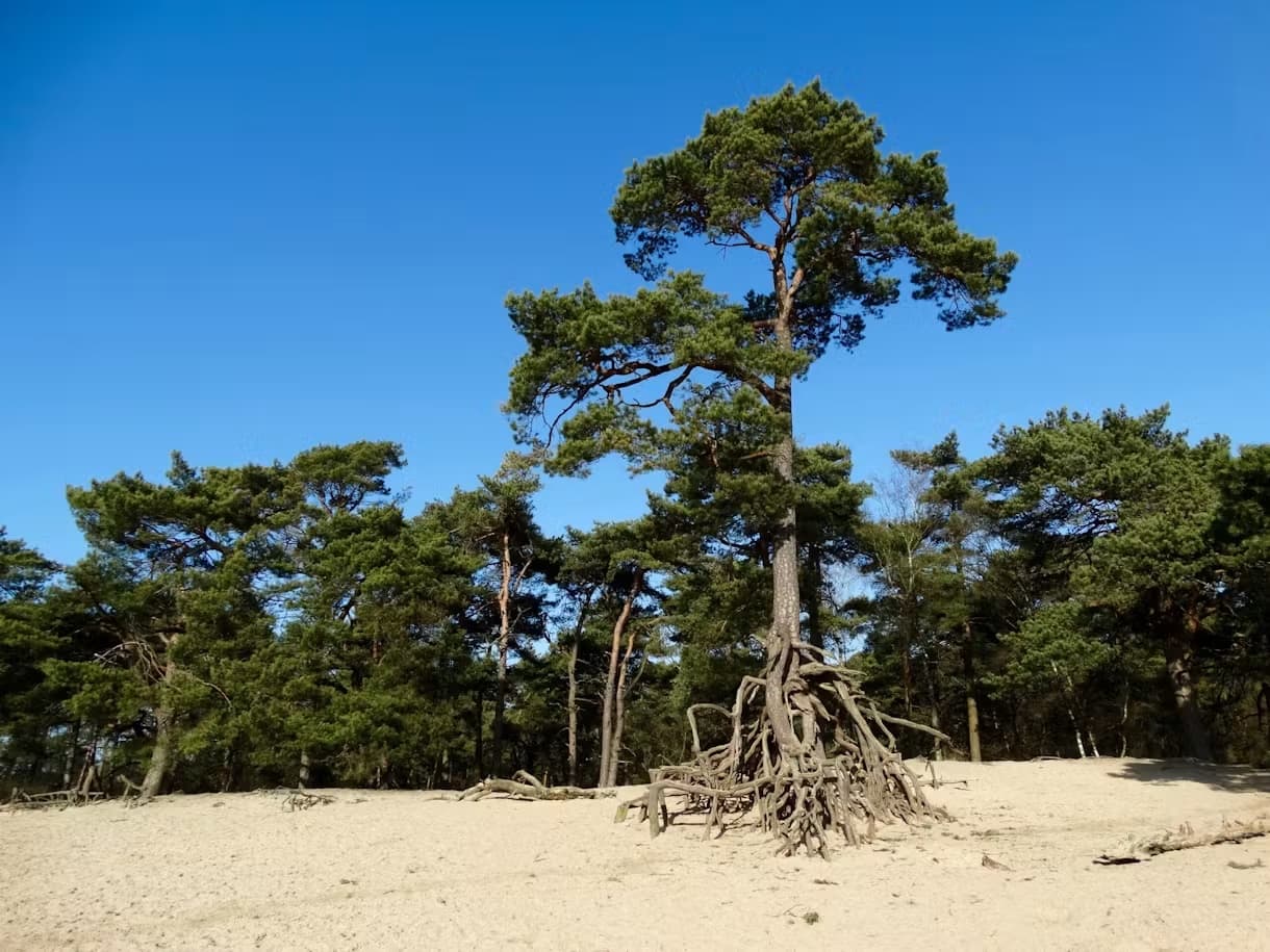 Wortelboom in Bosch en Duin